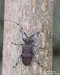 tesařík (Brouci), Oplosia cinerea (Mulsant, 1839), Lamiinae, Cerambycidae (Coleoptera)